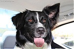 photos