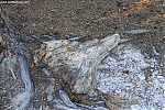 petrified forest
