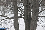 Indiana Winter