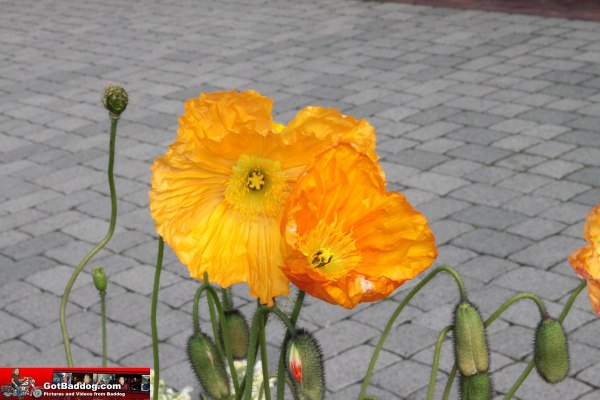 Click here for next image