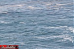 seascape