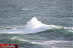 whale watching
