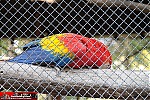 endangered species