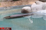 Los Angeles Zoo
