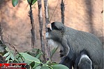 endangered species