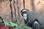 endangered species