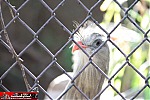 Los Angeles Zoo