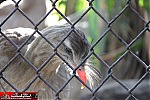 Los Angeles Zoo