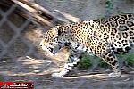 endangered species