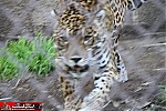 Los Angeles Zoo