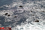 seascape
