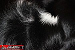 photo journal