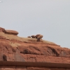 archesnatlpark_8903