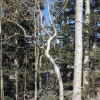 snowbowl_7797