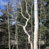 snowbowl_7798