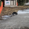 snowbowl_7799