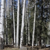 snowbowl_7814