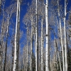 snowbowl_7815