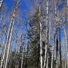 snowbowl_7816