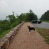ozarkforest_5527