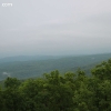 ozarkforest_5528