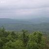 ozarkforest_5533