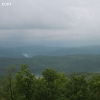 ozarkforest_5534
