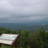 ozarkforest_5535