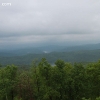 ozarkforest_5536