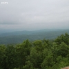 ozarkforest_5538