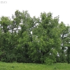 stormsearch_7215