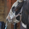codyrodeo_5053