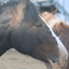 codyrodeo_5058