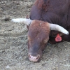 codyrodeo_5062