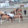 codyrodeo_5064