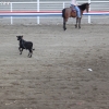 codyrodeo_5078