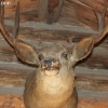 cody_4600