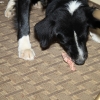 cortez_8146