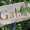 countyorchard_0438