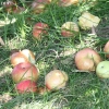 countyorchard_0440