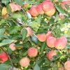countyorchard_0465