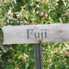 countyorchard_0467