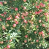 countyorchard_0470