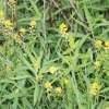 cumberlandloop_6546