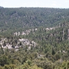 gilaforest_5094