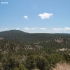 gilaforest_5096