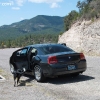 gilaforest_5098