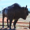grandcanyon_7821