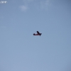 balloonfest_0167