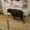 idaho_5970